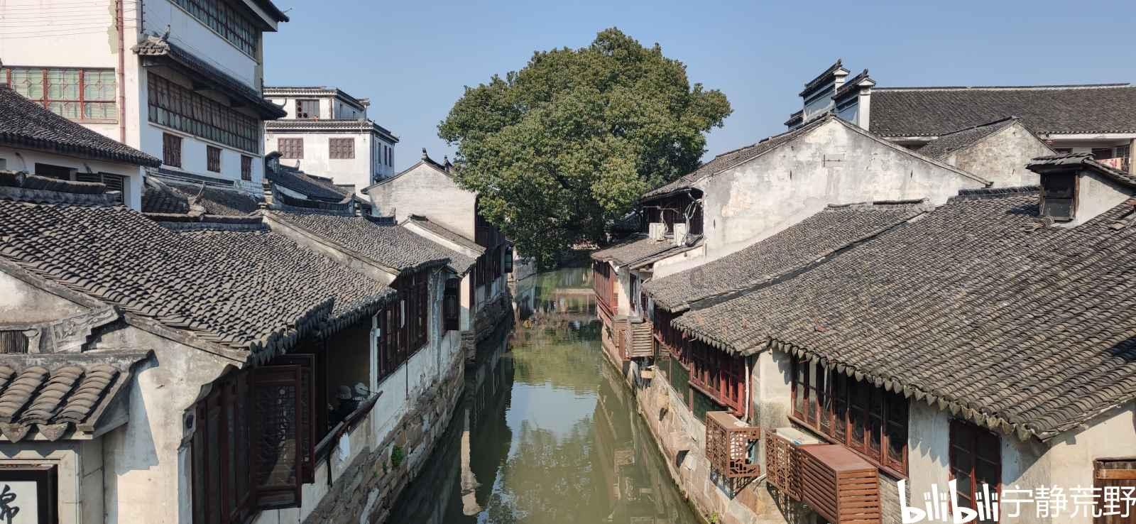 哈尼和她的宠物们